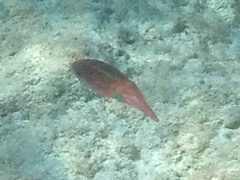 Caribbean Reef Squid